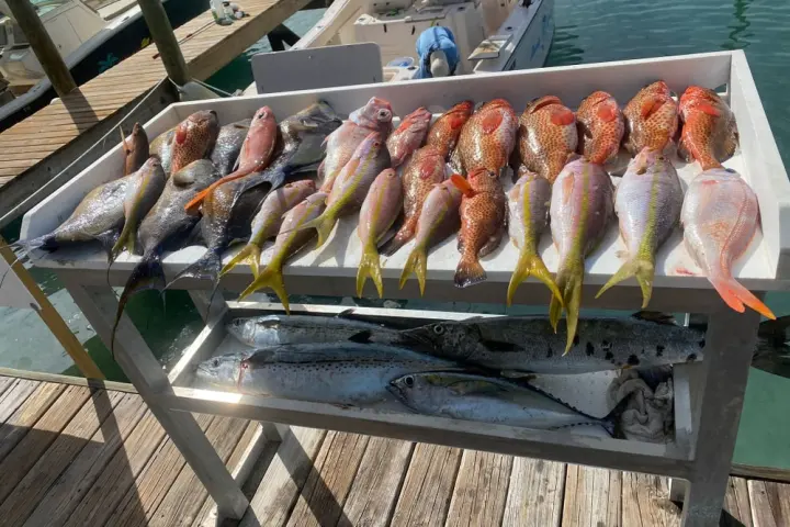 Various fish on trays at a dock, with boats and water in the background.