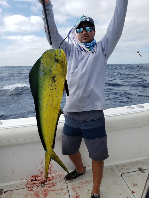 dorado-bally-hoo dorado-bally-hoo