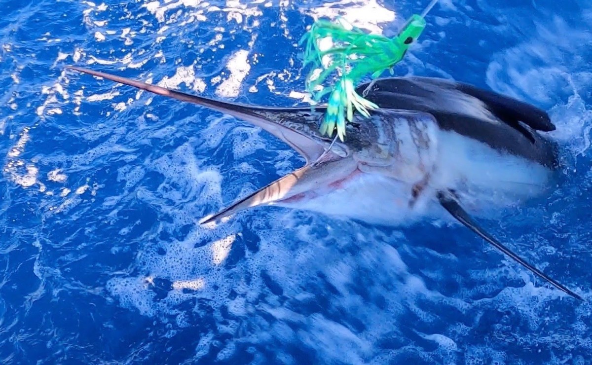 marlin-on-lummee marlin-on-lummee