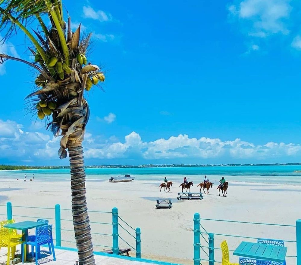 a group of palm trees on a beach next to the ocean