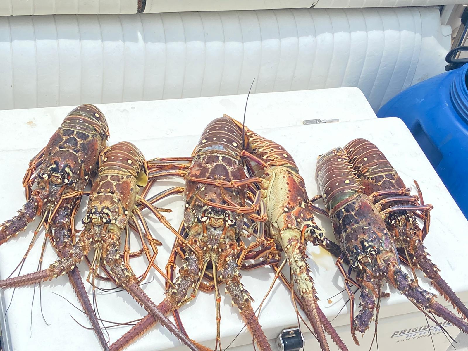 Five lobsters laid out on a white surface, background shows a blue container and white seats.
