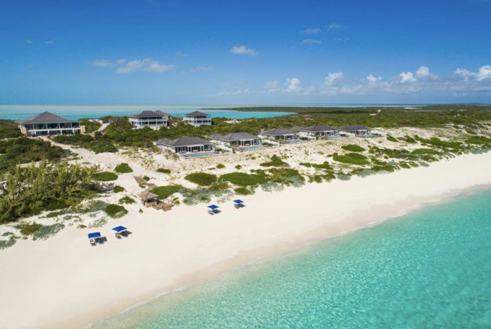 a herd of cattle standing on top of a sandy beach