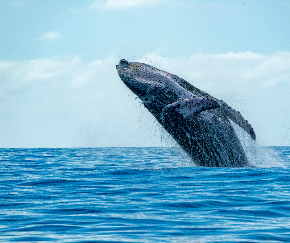 a whale jumping out of the water