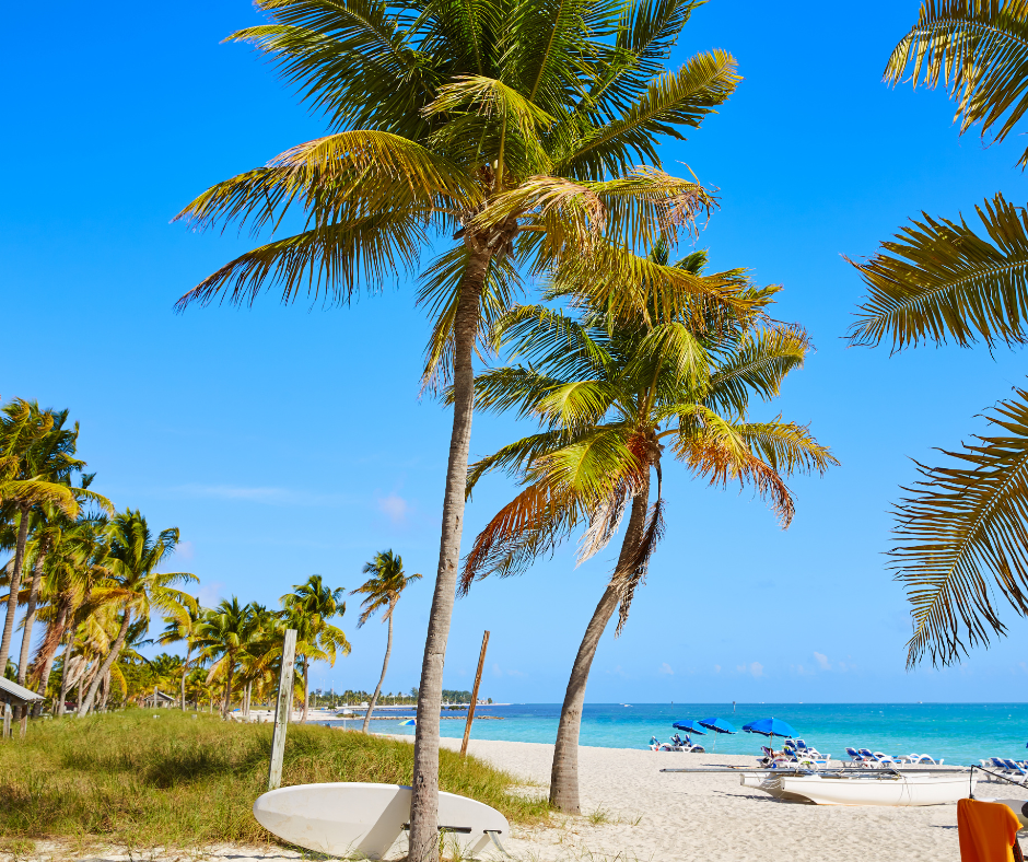 a beach with a palm tree