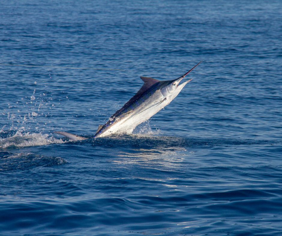 The Difference Between Marlin and Swordfish - A marlin leaping out of the ocean with water splashing around.
