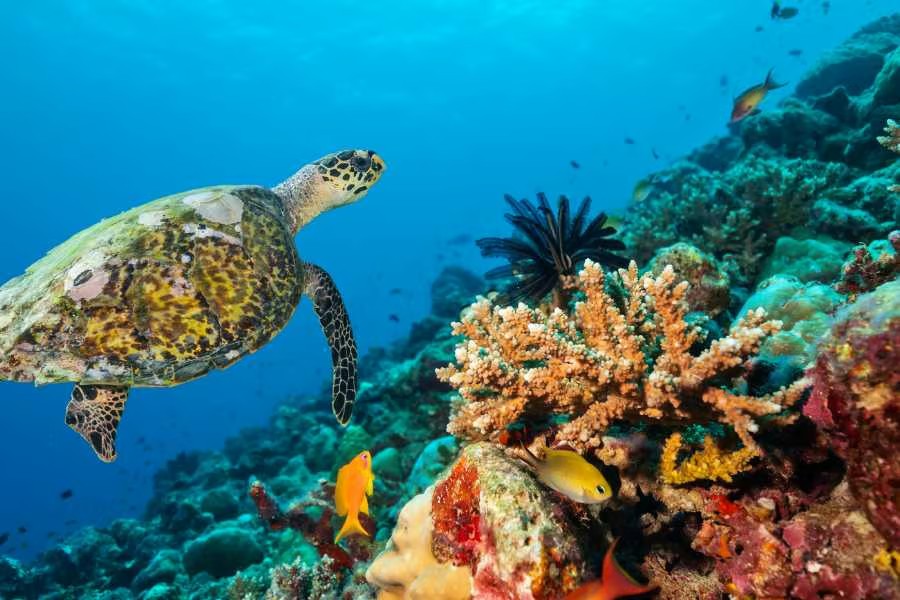 Sea turtle swimming near colorful coral and fish in a clear blue ocean.