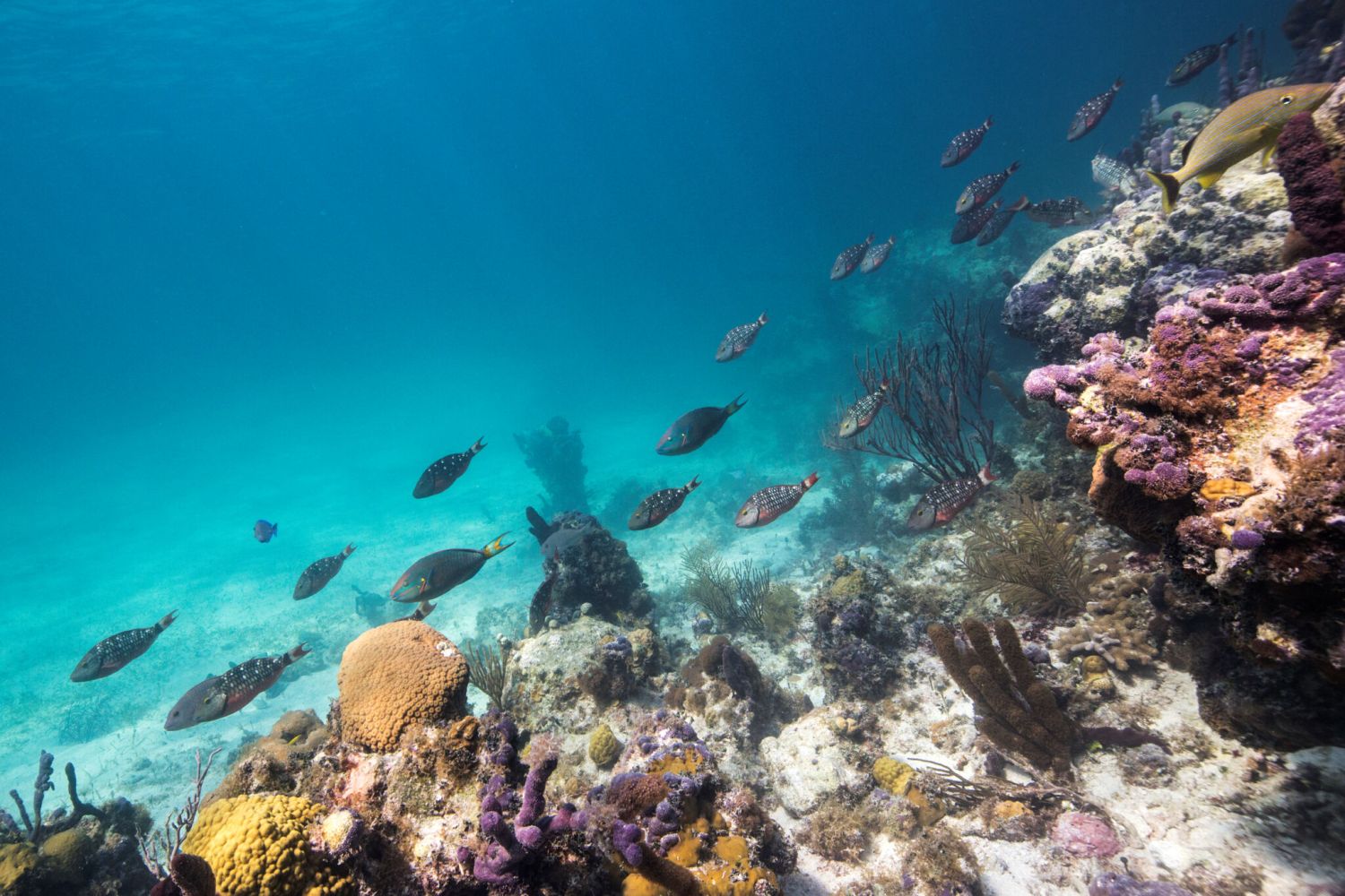 Smith's coral reef with various fish swimming in clear blue water.